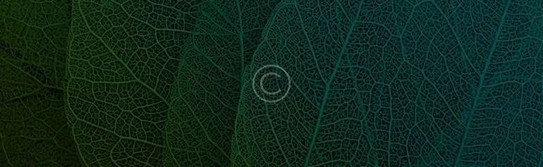 The Meaning of Words and Actions